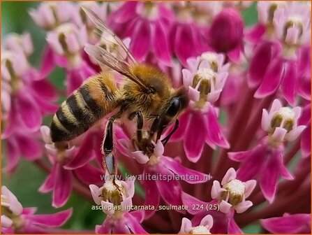 Asclepias incarnata &#039;Soulmate&#039; | Zijdeplant | Seidenpflanze | Swamp Milkweed