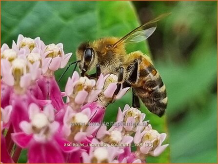 Asclepias incarnata &#039;Soulmate&#039; | Zijdeplant | Seidenpflanze | Swamp Milkweed