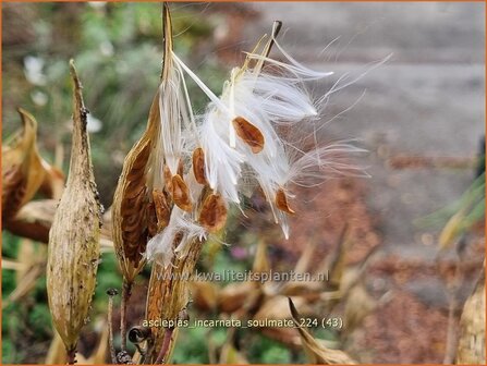 Asclepias incarnata &#039;Soulmate&#039; | Zijdeplant | Seidenpflanze | Swamp Milkweed