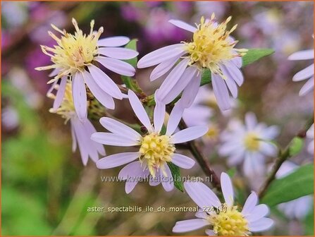 Aster spectabilis &#039;Ile de Montreal&#039; | Prachtaster, Aster | Prachtaster | Eastern Showy Aster