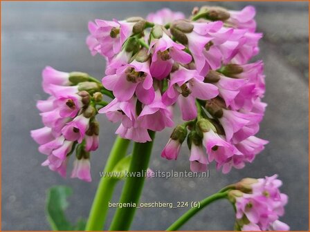 Bergenia &#039;Oeschberg&#039; | Schoenlappersplant, Olifantsoor | Bergenie | Elephant&#039;s Ears