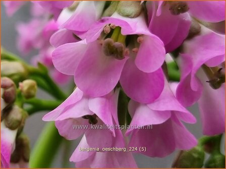 Bergenia &#039;Oeschberg&#039; | Schoenlappersplant, Olifantsoor | Bergenie | Elephant&#039;s Ears
