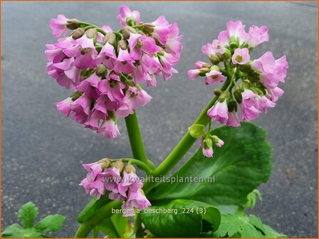 Bergenia &#039;Oeschberg&#039; | Schoenlappersplant, Olifantsoor | Bergenie | Elephant&#039;s Ears