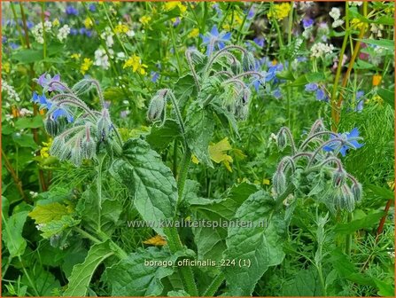 Borago officinalis | Komkommerkruid, Borage, Bernagie | Gurkenkraut | Borage
