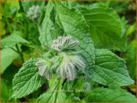 Borago officinalis | Komkommerkruid, Borage, Bernagie | Gurkenkraut | Borage
