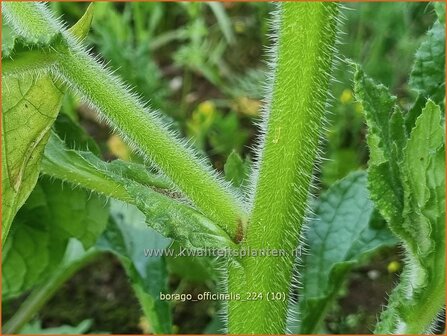 Borago officinalis | Komkommerkruid, Borage, Bernagie | Gurkenkraut | Borage