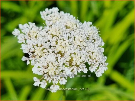 Bunium bulbocastanum | Aardkastanje | Knollenk&uuml;mmel | Great Pignut