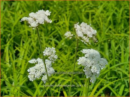 Bunium bulbocastanum | Aardkastanje | Knollenk&uuml;mmel | Great Pignut