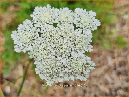 Bunium bulbocastanum | Aardkastanje | Knollenk&uuml;mmel | Great Pignut