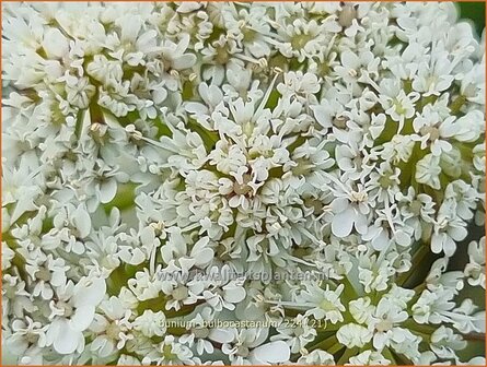 Bunium bulbocastanum | Aardkastanje | Knollenk&uuml;mmel | Great Pignut