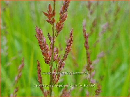 Calamagrostis splendens &#039;Cheju-Do&#039; | Struisriet | Reitgras | Feather Reed Grass