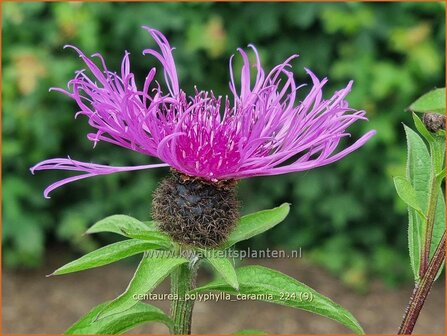 Centaurea polyphylla &#039;Caramia&#039; | Korenbloem, Centaurie | Flockenblume | Cornflower