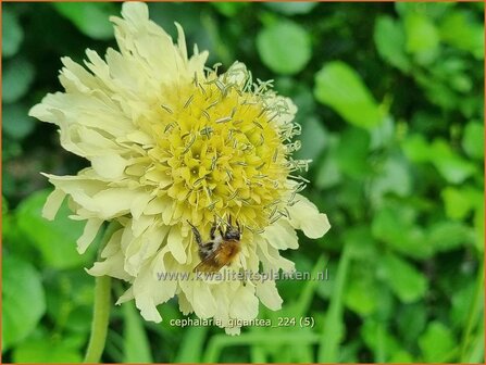 Cephalaria gigantea | Reuzenscabiosa, Schoepkruid, Plathoofd, Gele scabiosa | Gro&szlig;er Schuppenkopf | Giant Yellow Scabious