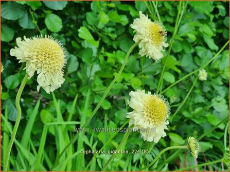 Cephalaria gigantea | Reuzenscabiosa, Schoepkruid, Plathoofd, Gele scabiosa | Gro&szlig;er Schuppenkopf | Giant Yellow Scabious