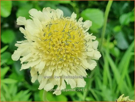 Cephalaria gigantea | Reuzenscabiosa, Schoepkruid, Plathoofd, Gele scabiosa | Gro&szlig;er Schuppenkopf | Giant Yellow Scabious