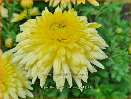 Chrysanthemum &#039;Erntekranz&#039; | Tuinchrysant, Chrysant | Herbstchrysantheme | Chrysanthemum