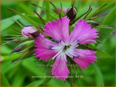 Dianthus barbatus &#039;Dash Magician&#039; | Duizendschoon, Anjer | Bartnelke | Sweet William