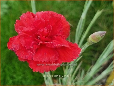 Dianthus &#039;David&#039; | Grasanjer, Anjer | Federnelke | Cottage Pink