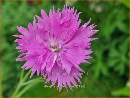 Dianthus &#039;Double Rose&#039; | Grasanjer, Anjer | Federnelke | Cottage Pink