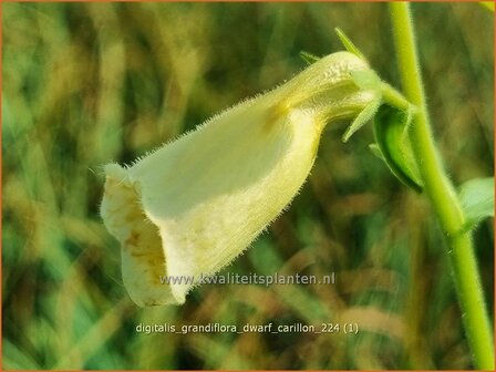 Digitalis grandiflora &#039;Dwarf Carillon&#039; | Grootbloemig vingerhoedskruid, Vingerhoedskruid, Pijpenkop | Gro&szlig;
