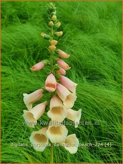 Digitalis purpurea &#039;Dalmatian Peach&#039; | Gewoon vingerhoedskruid, Vingerhoedskruid, Pijpenkop | Roter Fingerhut | Commo