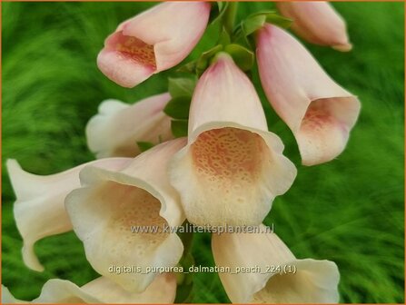 Digitalis purpurea &#039;Dalmatian Peach&#039; | Gewoon vingerhoedskruid, Vingerhoedskruid, Pijpenkop | Roter Fingerhut | Commo
