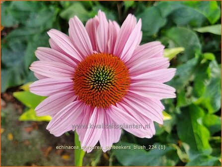Echinacea purpurea &#039;Sunseekers Blush&#039; | Rode zonnehoed, Zonnehoed | Roter Sonnenhut | Purple Coneflower