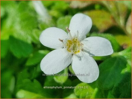 Ellisiophyllum pinnatum | Sternl&auml;ufer