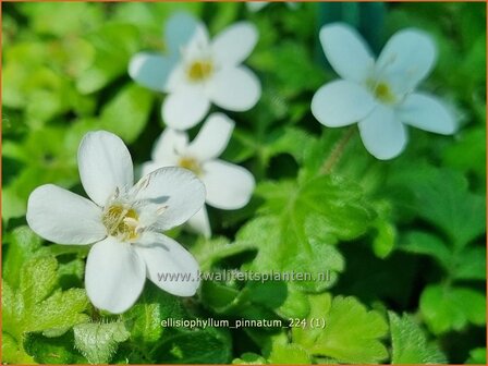 Ellisiophyllum pinnatum | Sternl&auml;ufer
