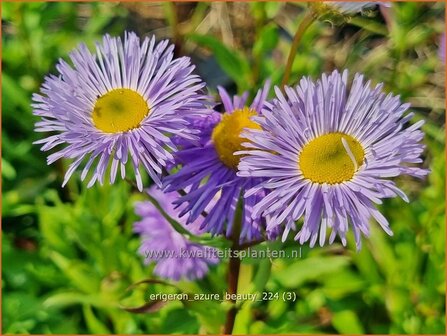 Erigeron &#039;Azure Beauty&#039; | Fijnstraal | Feinstrahl | Fleabane
