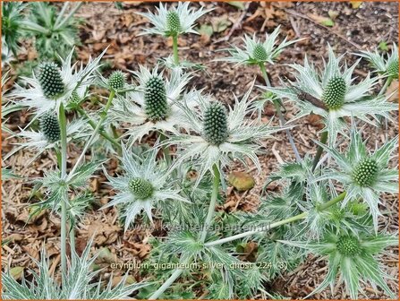 Eryngium giganteum &#039;Silver Ghost&#039; | Ivoordistel, Reuzenkruisdistel, Kruisdistel | Elfenbein-Mannstreu | Giant Sea Hol