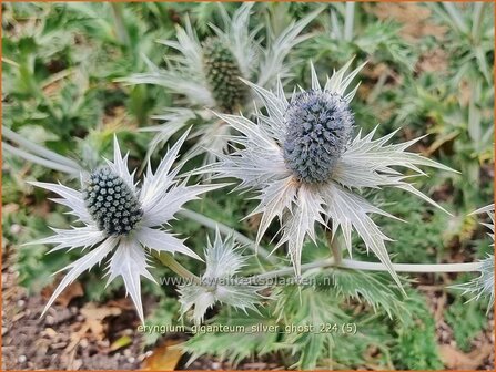Eryngium giganteum &#039;Silver Ghost&#039; | Ivoordistel, Reuzenkruisdistel, Kruisdistel | Elfenbein-Mannstreu | Giant Sea Hol