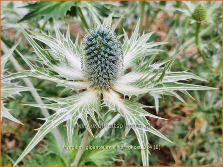 Eryngium giganteum &#039;Silver Ghost&#039; | Ivoordistel, Reuzenkruisdistel, Kruisdistel | Elfenbein-Mannstreu | Giant Sea Hol