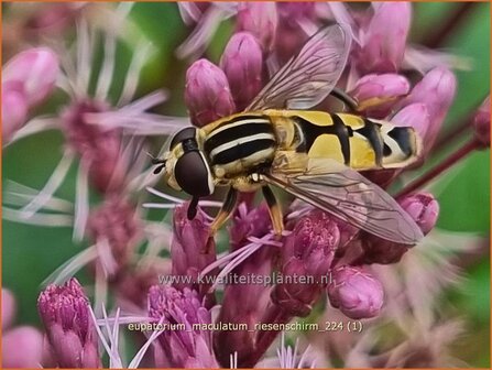 Eupatorium maculatum &#039;Riesenschirm&#039; | Gevlekt leverkruid, Koninginnekruid, Leverkruid | Gefleckter Wasserdost | Spott