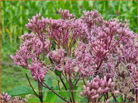 Eupatorium maculatum &#039;Riesenschirm&#039; | Gevlekt leverkruid, Koninginnekruid, Leverkruid | Gefleckter Wasserdost | Spott