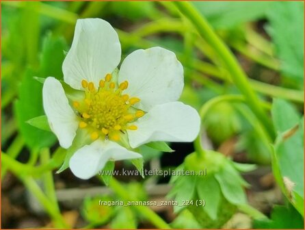 Fragaria ananassa &#039;Zanta&#039; | Tuinaardbei, Aardbei | Garten-Erdbeere | Garden Strawberry