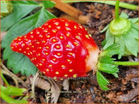 Fragaria ananassa &#039;Zanta&#039; | Tuinaardbei, Aardbei | Garten-Erdbeere | Garden Strawberry