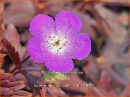 Geranium maculatum &#039;Stormy Night&#039; | Gevlekte ooievaarsbek, Ooievaarsbek, Tuingeranium, Geranium | Amerikanischer 