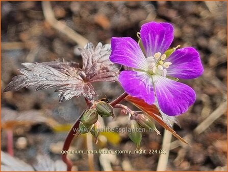 Geranium maculatum &#039;Stormy Night&#039; | Gevlekte ooievaarsbek, Ooievaarsbek, Tuingeranium, Geranium | Amerikanischer 