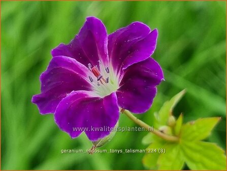 Geranium nodosum &#039;Tony&#039;s Talisman&#039;