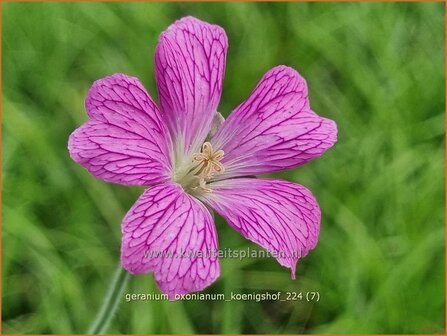 Geranium oxonianum &#039;K&ouml;nigshof&#039; | Basterd-ooievaarsbek, Ooievaarsbek, Tuingeranium, Geranium | Oxford-Storc