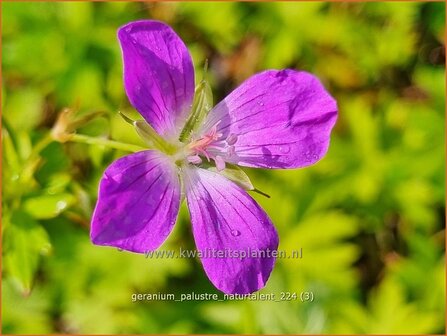 Geranium palustre &#039;Naturtalent&#039; | Moerasooievaarsbek, Ooievaarsbek, Tuingeranium, Geranium | Sumpf-Storchschnabel