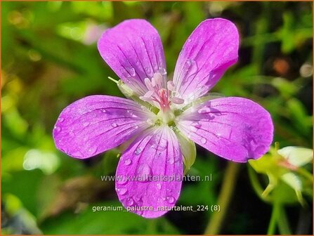 Geranium palustre &#039;Naturtalent&#039; | Moerasooievaarsbek, Ooievaarsbek, Tuingeranium, Geranium | Sumpf-Storchschnabel