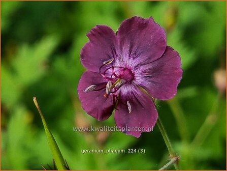Geranium phaeum | Donkere ooievaarsbek, Ooievaarsbek, Tuingeranium, Geranium | Brauner Storchschnabel | Dusky Cranesbill