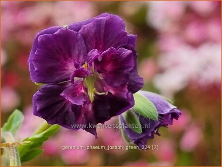 Geranium phaeum &#039;Joseph Green&#039; | Donkere ooievaarsbek, Ooievaarsbek, Tuingeranium, Geranium | Brauner Storchschna