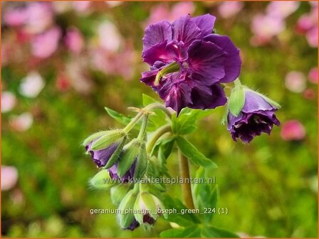 Geranium phaeum &#039;Joseph Green&#039; | Donkere ooievaarsbek, Ooievaarsbek, Tuingeranium, Geranium | Brauner Storchschna
