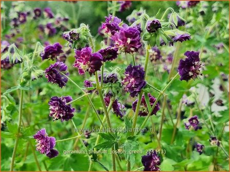 Geranium phaeum &#039;Joseph Green&#039; | Donkere ooievaarsbek, Ooievaarsbek, Tuingeranium, Geranium | Brauner Storchschna