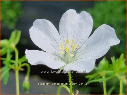 Geranium sanguineum &#039;Album&#039; | Bloedooievaarsbek, Ooievaarsbek, Tuingeranium, Geranium | Blut-Storchschnabel | Bloody 