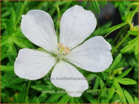 Geranium sanguineum &#039;Album&#039; | Bloedooievaarsbek, Ooievaarsbek, Tuingeranium, Geranium | Blut-Storchschnabel | Bloody 