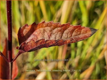 Heliopsis helianthoides &#039;Bleeding Hearts&#039; | Zonneoog | Gew&ouml;hnliches Sonnenauge | Rough Heliopsis